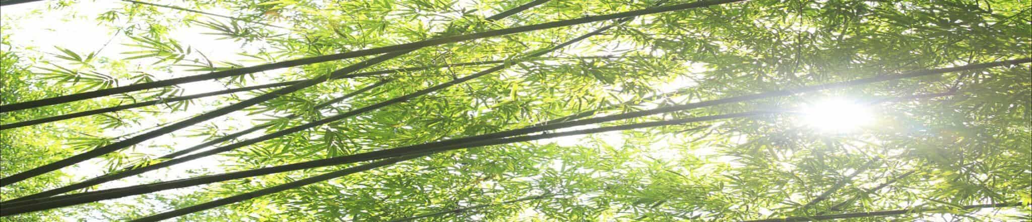 Bamboo banner